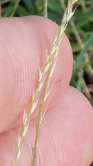 Chloris andropogonoides