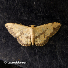 Idaea phaeocrossa