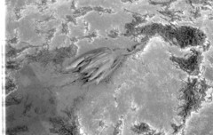 Phalacrocorax nigrogularis