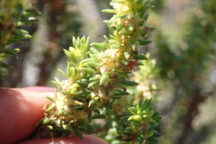 Erica glumiflora