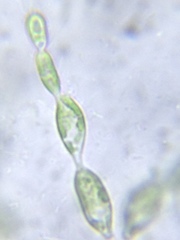 Fritschiella tuberosa