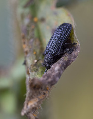 Microrhopala excavata