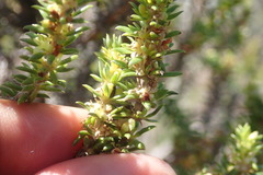 Erica glumiflora