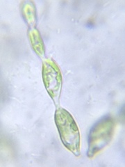 Fritschiella tuberosa