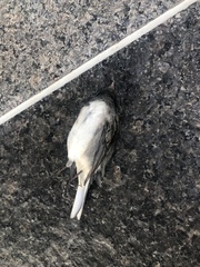 Junco hyemalis