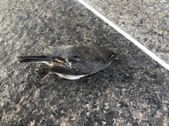 Junco hyemalis