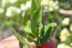 Solanum africanum