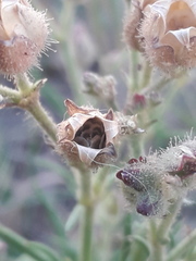 Spergula ramosa