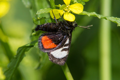 Psychomorpha epimenis