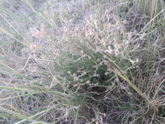 Spergula ramosa
