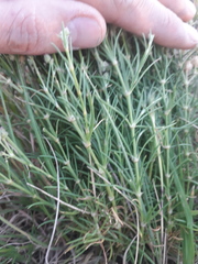 Spergula ramosa