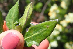 Solanum africanum