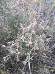 Spergula ramosa
