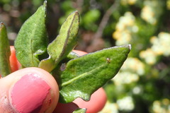 Solanum africanum
