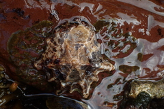 Scutellastra longicosta