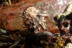 Scutellastra longicosta