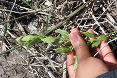 Solanum africanum