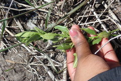 Solanum africanum