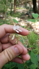 Desmodium lindheimeri