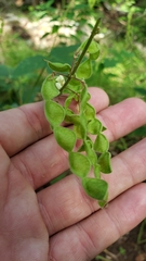 Desmodium lindheimeri