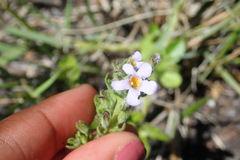 Chaenostoma cordatum