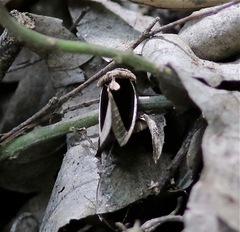 Chalciope