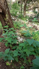 Desmodium lindheimeri