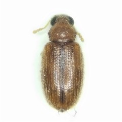 Melanophthalma