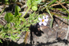 Chaenostoma cordatum