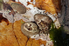 Siphonaria capensis image