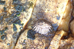 Siphonaria serrata image