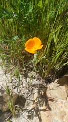 Eschscholzia lemmonii