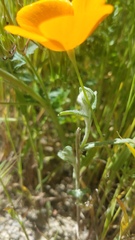 Eschscholzia lemmonii