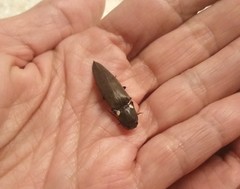 Ignelater havaniensis