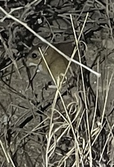 Gerbilliscus nigricaudus