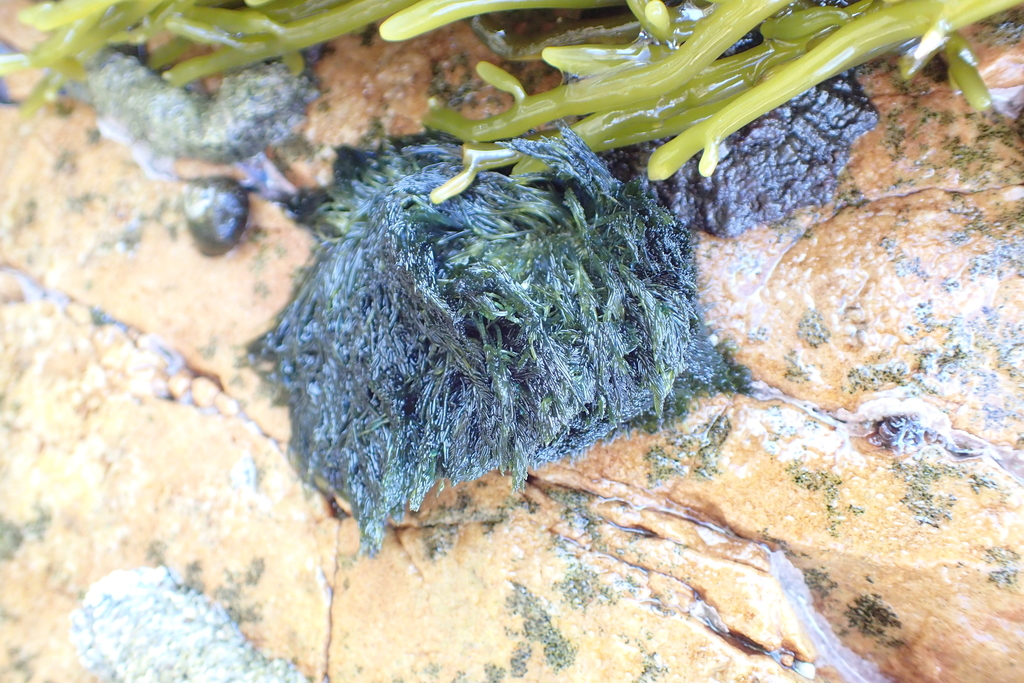 Bryopsis myosuroides