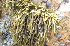 Brassicophycus sisymbrioides