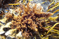 Sarcothalia stiriata