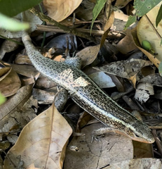 Zonosaurus madagascariensis