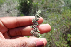 Herniaria schlechteri