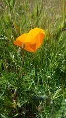 Eschscholzia lemmonii