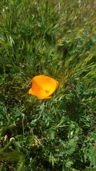 Eschscholzia lemmonii