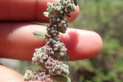 Herniaria schlechteri