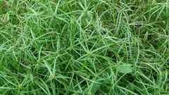 Cyperus aromaticus