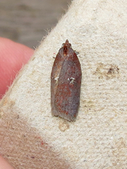 Acleris bowmanana