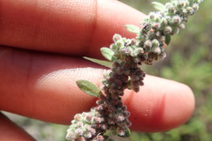 Herniaria schlechteri