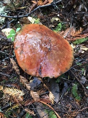 Xerocomellus atropurpureus