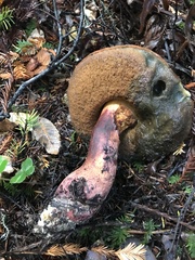 Xerocomellus atropurpureus