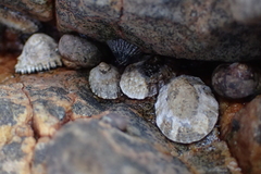 Scutellastra granularis image
