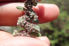 Herniaria schlechteri